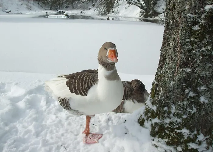 Apartment Hankeln Winterberg